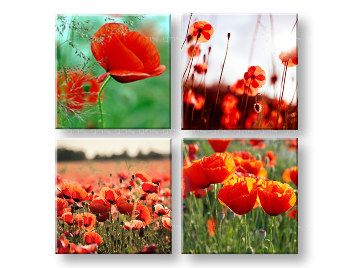 Tablou canvas Meadow of poppy poppies colaj 4 piese XOBKOL17E42