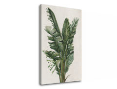 Tablouri canvas PLANTE 007