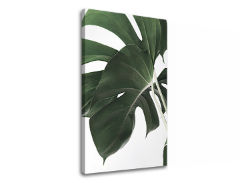 Tablouri canvas PLANTE 010