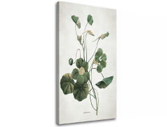 Tablouri canvas PLANTE 011