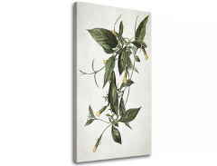 Tablouri canvas PLANTE 012