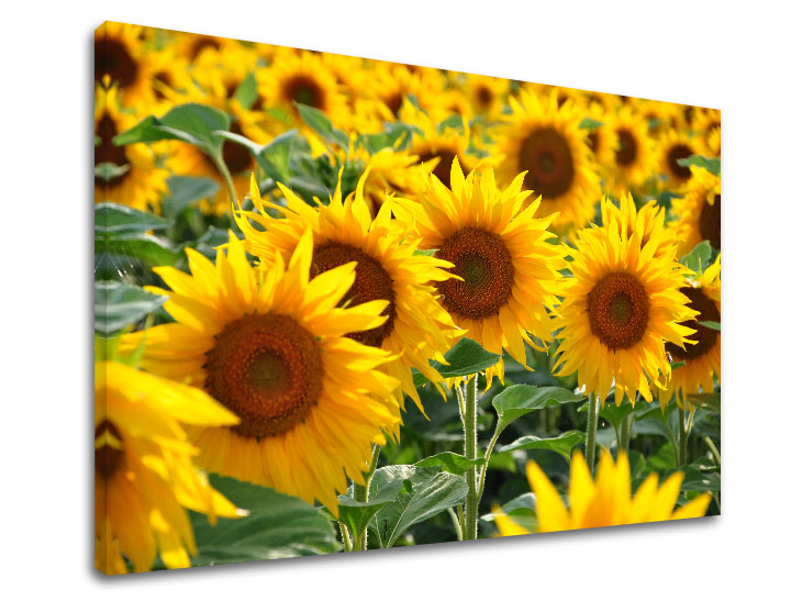 Tablou de perete YELLOW FLOWERS_168-11 XOBKV168E11 40X60 cm